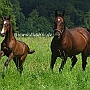 American_Saddlebred_Horse_219(151)