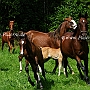 American_Saddlebred_Horse_219(156)