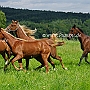 American_Saddlebred_Horse_219(160)