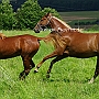 American_Saddlebred_Horse_219(161)