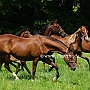 American_Saddlebred_Horse_219(163)