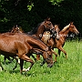 American_Saddlebred_Horse_219(164)