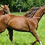 American_Saddlebred_Horse_219(167)