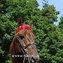 American_Saddlebred_Horse_219(17)