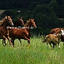 American_Saddlebred_Horse_219(170)