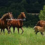 American_Saddlebred_Horse_219(171)