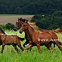 American_Saddlebred_Horse_219(174)