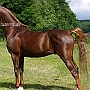 American_Saddlebred_Horse_219(2)