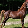 American_Saddlebred_Horse_219(3)