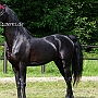 American_Saddlebred_Horse_219(36)