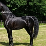 American_Saddlebred_Horse_219(40)
