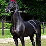 American_Saddlebred_Horse_219(47)