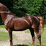 American_Saddlebred_Horse_219(5)