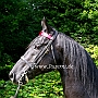 American_Saddlebred_Horse_219(53)