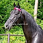 American_Saddlebred_Horse_219(59)