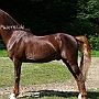 American_Saddlebred_Horse_219(6)