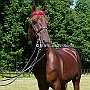 American_Saddlebred_Horse_219(8)