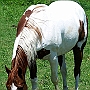 Paint_Horse40(3)