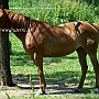 Solid_Paint_Horse1(1)