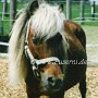 American_Miniatur_Horse_10