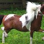 American_Miniatur_Horse_24_(131)