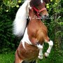 American_Miniatur_Horse_24_(143)