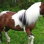 American_Miniatur_Horse_24_(160)