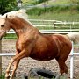 Golden_American_Saddlebreed_Horse33