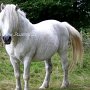 Highland_Pony48