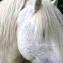 Highland_Pony51
