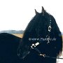 Nordschwedisches_Pferd1_(3)
