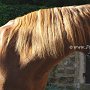 Polessje_Pferd1(38)