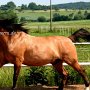 Quarter_Horse47