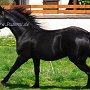 Quarter_Horse82_(15)