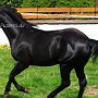 Quarter_Horse82_(16)