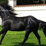 Quarter_Horse82_(19)