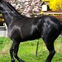 Quarter_Horse82_(20a)