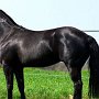 Quarter_Horse82_(21)