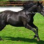 Quarter_Horse82_(22)