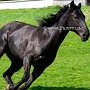 Quarter_Horse82_(27)