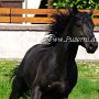 Quarter_Horse82_(37)