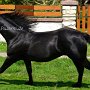 Quarter_Horse82_(38)