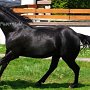 Quarter_Horse82_(39)