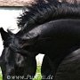 Quarter_Horse82_(47)