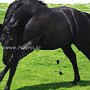 Quarter_Horse82_(7)