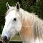 Shire_Horse(1)