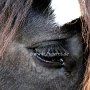 Shire_Horse(12)