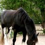 Shire_Horse(14)