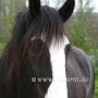 Shire_Horse(17)