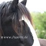 Shire_Horse(2)